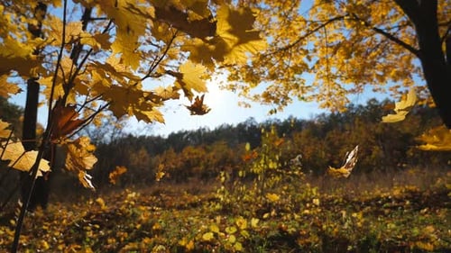 Golden Maple Leaves Falls on Ground in Empty Forest. Yellow Autumn Foliage Covered Lawn in Park at