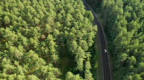 Flight Over the White Car Moving on the Road Road in the Green Spruce Forest on Sunset