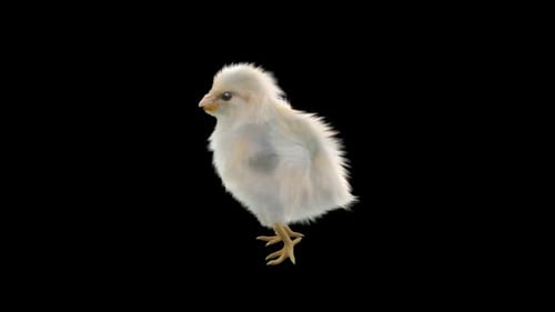 Cute Baby Chick Standing Realistic 3D Animation