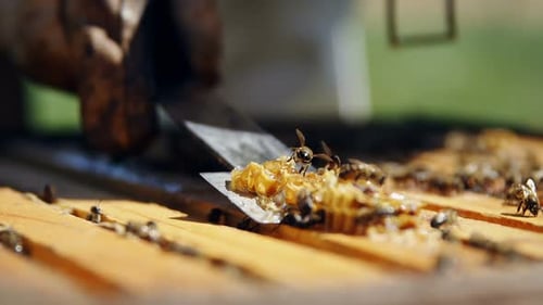 Harvesting Honeycomb with Bees on Wooden Frame