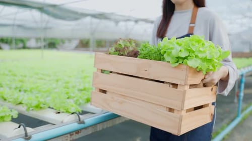 Close up of young girl farmer work in vegetables hydroponic green farm.