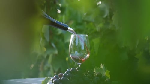 Wein