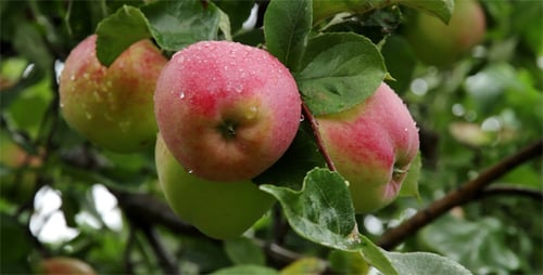 Ripe, Juicy Apples on a Branch.