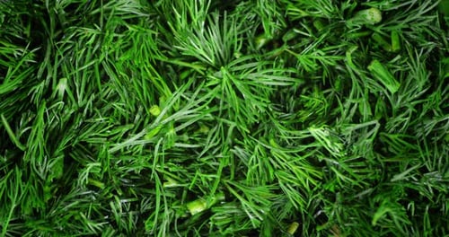 Chopped Fresh Dill Rotates Slowly.