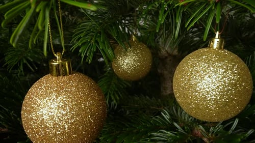 Sparkling Gold Christmas Baubles Hanging on Fir Tree