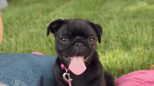 Happy Black Pug Dog Panting Outside in Summer