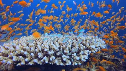 Underwater Orange Fish
