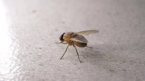 Detailed Close Up of Small Striped Fly
