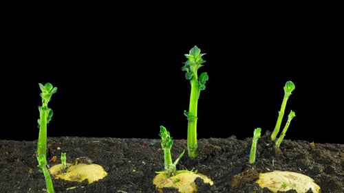 Potatoes Sprouting and Growing in a Time Lapse