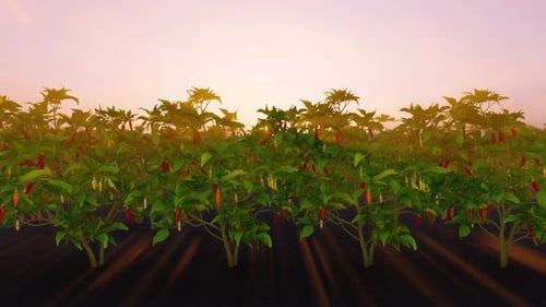 Peppers