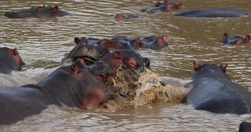 Hippopotamus, hippopotamus amphibius, Group standing in River, Masai Mara park in Kenya