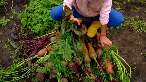 Child Harvests Carrots and Beets in the Garden