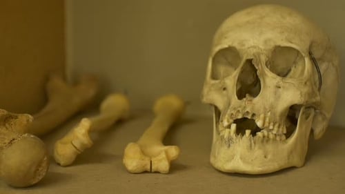 Ancient Human Skull Exposed