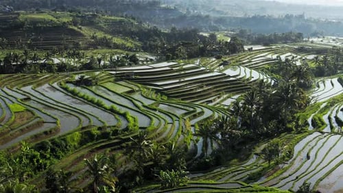 Aerial Top View Of Water Filled Paddy Rice Terraces, Green Agricultural Fields In Countryside Or
