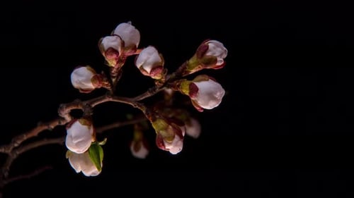 Blühende Marillenblüten