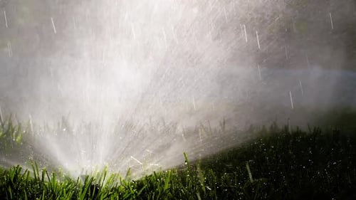 Fresh Watered Grass in the Garden
