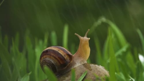 Snail Crawls Along Green Grass In Rain