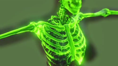 3D Digital Animation of a Glowing Human Skeleton Rotating