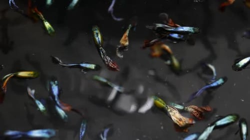 Vielfalt tropischer Fische im exotischen dekorativen Aquarium. Sortiment in Chatuchak Fish Market Pet