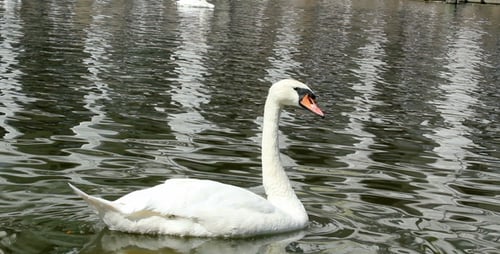 Swan