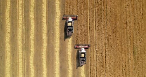 Harvesters Cutting Wheat in Rural Farmland from Above