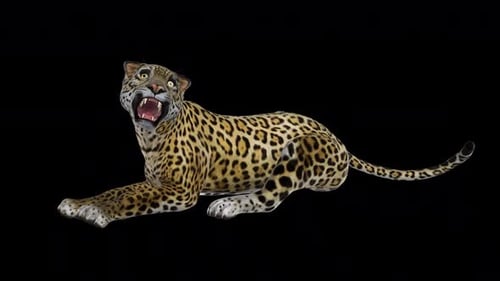 Jaguar - Laying and Roaring - Transparent Loop