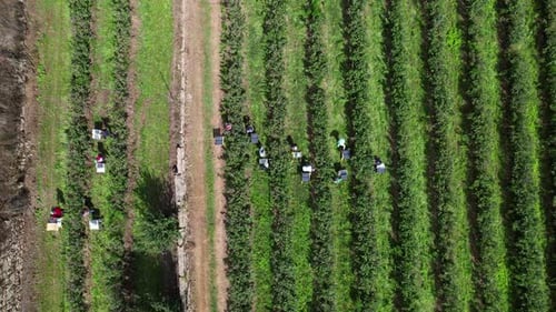 Faming Concept Workers Picking Blueberries in Blueberry Farm 4k