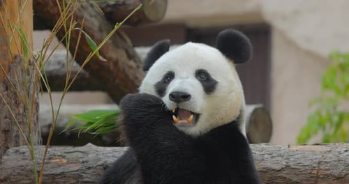 Giant Panda Eating Green Bamboo Shoots