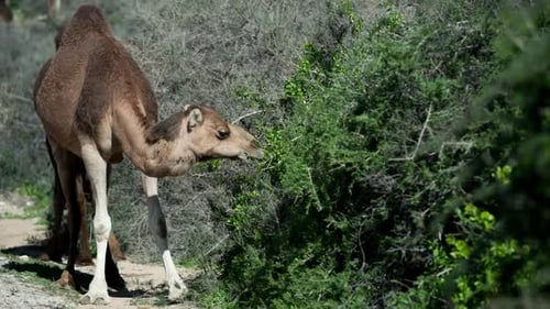 Marokko Camel00