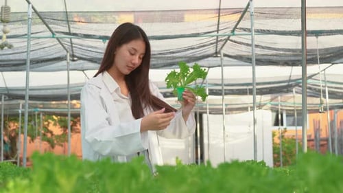 Young Woman Examining Lettuce in a Greenhouse
