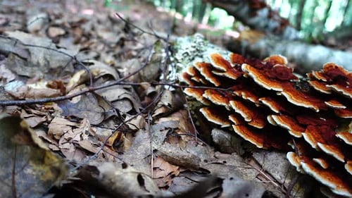 Wald-Pilze