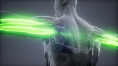 3D Animation of Glowing Human Arm Muscles Anatomy