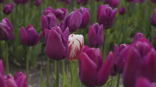 Tulip Flower Field
