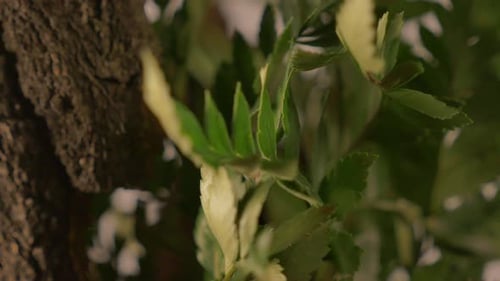 Cortex with leaves turn around slowly