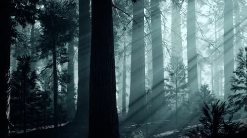 Black Tree Trunk in a Dark Pine Tree Forest
