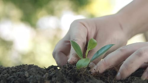 Close up hands plant small tree green leaf. Save the earth for planting forest