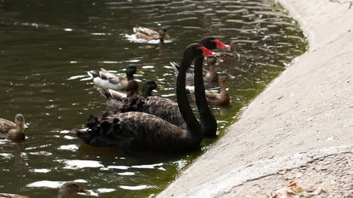 Zwei schwarze Schwäne mit rotem Schnabel schwimmen im Teich und die Leute füttern sie mit Futter. Vogel schwarzer Schwan
.