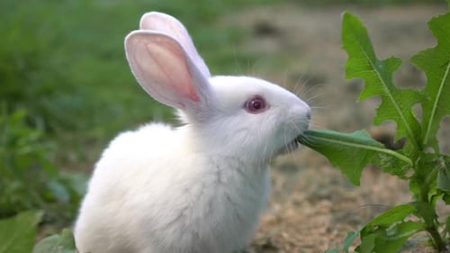 Funny Baby White Rabbit Eat Green Grass