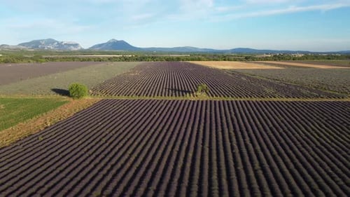 Lavendelfeld in Valensole Luftbild, Landwirtschaft in der Provence, Frankreich