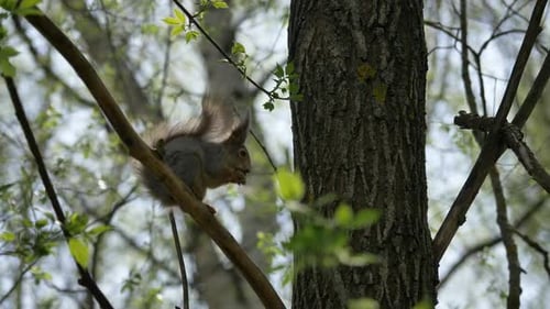 Squirrel Sits on a Tree Branch