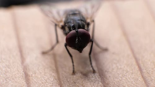 Close Up of Housefly Standing on Wood