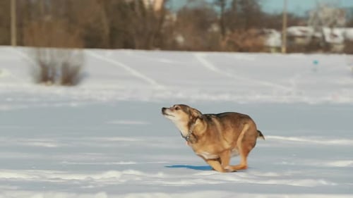 Dog Running Through Snow on a Sunny Winter Day
