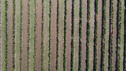 Aerial View of Rows of Lush Vineyards