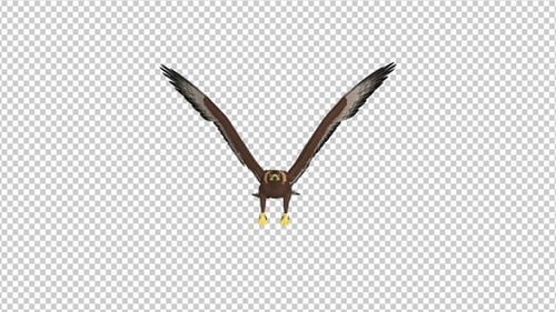 Golden Eagle - 4K Flying Loop - Vorderansicht