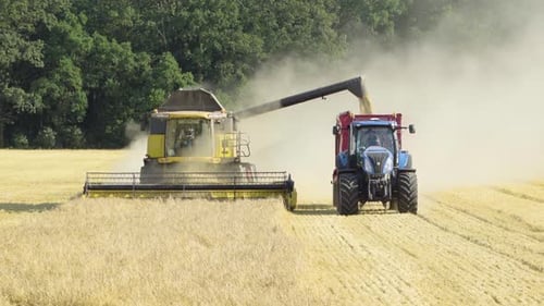 A Combine Harvester and a Tractor Drive, Combine Harvester Pours Grains Into the Tractor