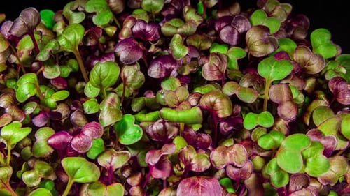 Close Up of Vibrant Microgreens on Dark Background