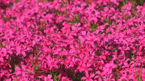 Field of Pink Flowers Blooming in Springtime