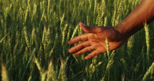 The Farmer Inspects the Harvest in the Wheat Field
