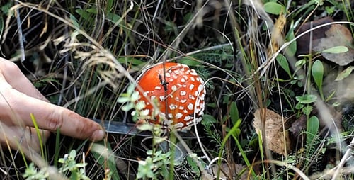Girl Cuts Amanita 1