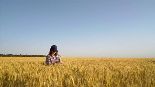 Female agronomist examining crops in wheat field in summer